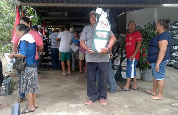 Logran antorchistas semilla de maíz mejorada para la Costa de Jalisco