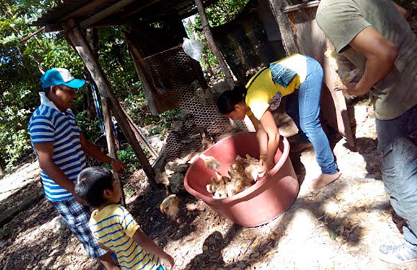 Se benefician familias humildes con programas de aves de traspatio