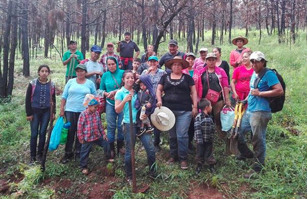 Reforestan con 9 mil pinos michoacanos Cerro Hueco en Tacámbaro