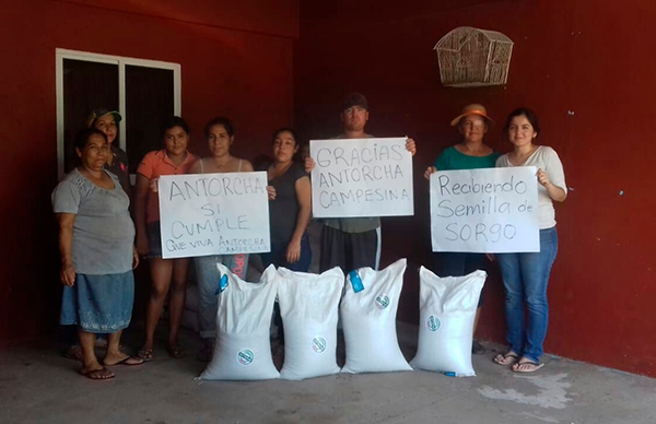 Antorcha sí cumple: productores no pagan por semilla de sorgo