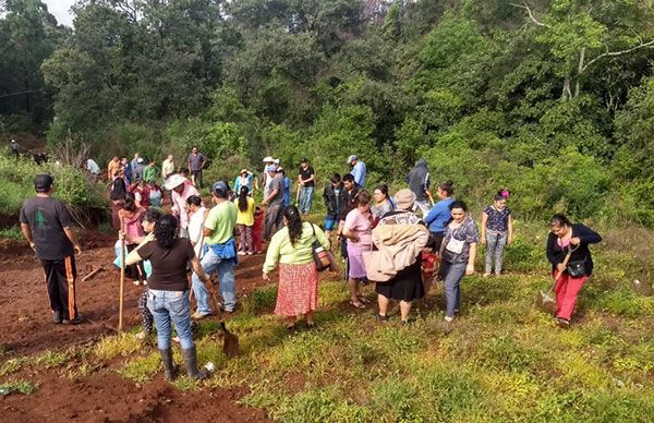 Inician campaña de reforestación de áreas verdes colonos antorchistas de Ario