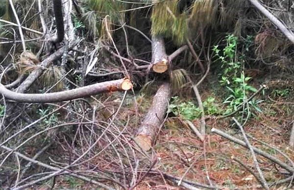 Incrementa tala clandestina en la Meseta Purépecha ante desempleo por cuarentena