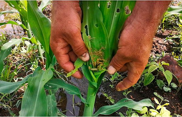 No sólo la pandemia, ahora, las plagas en milpas afectan a campesinos de Tacámbaro