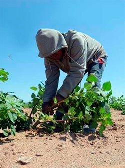 Obreros y jornaleros siguen sin ningún apoyo