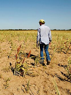 ¡Urge restaurar el Seguro Agrícola Catastrófico!