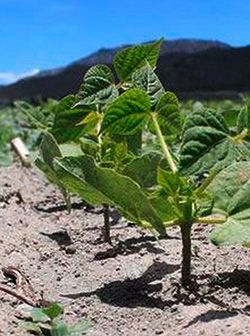 Las estrategias de apoyo al campo no reflejan resultados