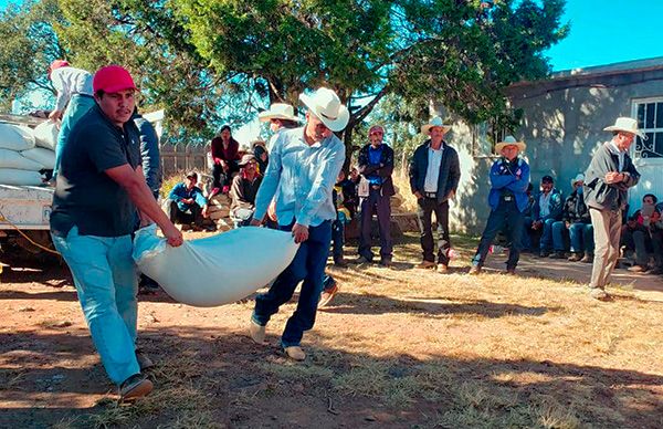 Antorcha logra semilla de avena para campesinos de Mezquital