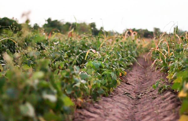 Gobierno federal olvidó al campo, acusan campesinos 