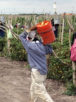 Pandemia entre mayos en El Fuerte, Sinaloa