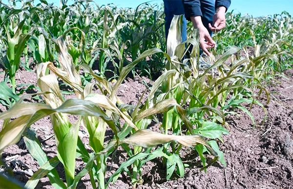 Productores afectados por heladas solicitan apoyo emergente al Gobierno federal