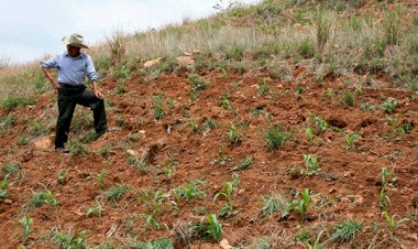 Productores y ganaderos en el olvido por gobierno federal