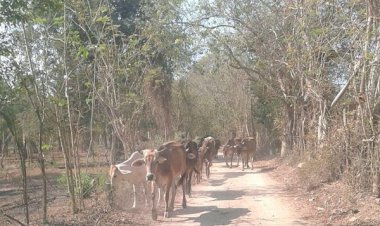 Ganaderos de San Marcos, enfrentan sequía sin apoyo gubernamental