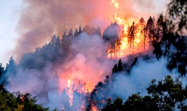 Una de las peores temporadas de incendios y Morena elimina apoyos