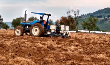 Inician cultivo de temporal con Cacahuazintle campesinos de Joquicingo