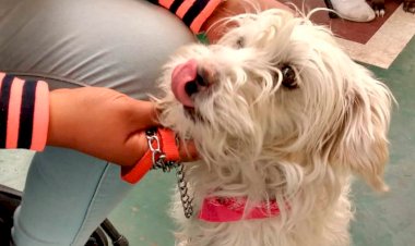 Esterilizan a perros y gatos en colonia Mariel de Iztapalapa