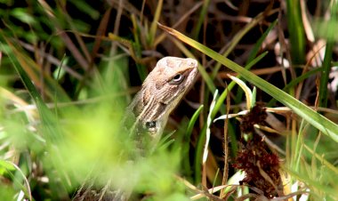 ¿Te gusta la naturaleza y la fotografía? Ixtapaluca te invita a concursar