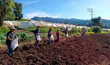 Campesinos antorchistas de Joquicingo siembran avena