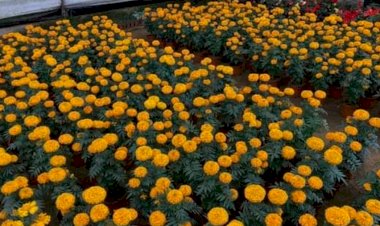 Floricultores mexiquenses ya están listos para la mejor venta del año