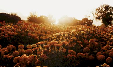 Productores de Flor de Cempasúchil esperan buena venta en Durango 