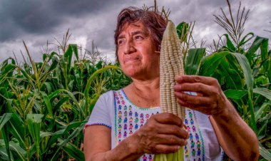 El aumento del costo del maíz y los insumos