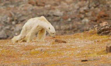 La COP26 y el cambio climático