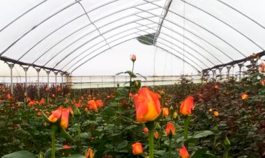 Celebran la mejor venta de flor del año en Tenancingo