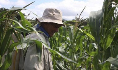 Campo de Quintana Roo permanece estancado por falta de inversión de recursos económicos