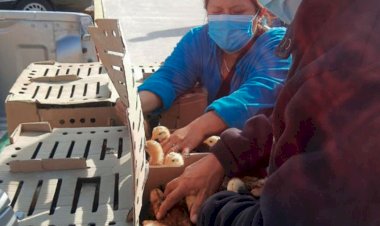 En Jiquipilco Antorcha entrega paquetes de pollos