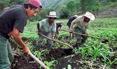 Apoyo para los campesinos nayaritas