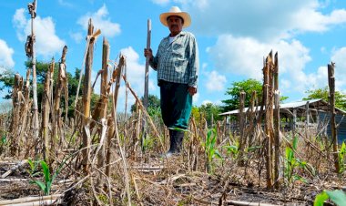 Gobierno federal abandona el campo quintanarroense