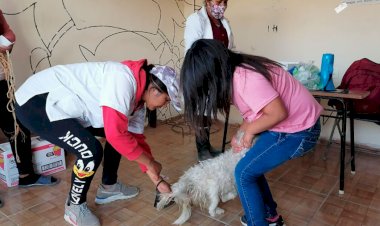 Realizan jornada de vacunación antirrábica en colonia popular 