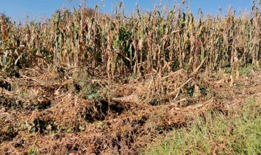 Por falta de apoyos campesinos de Villa del Carbón son más pobres