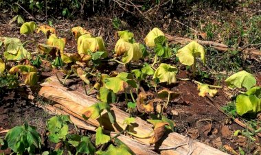 Nulo apoyo al campo provoca marginación alimentaria en Yucatán