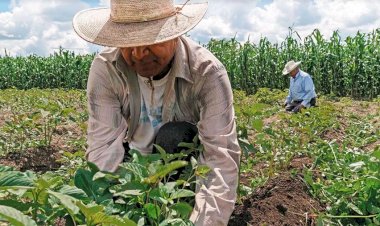 Gobierno federal desmanteló el campo en cuatro años