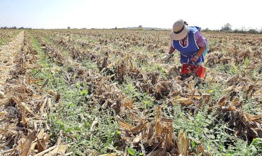 Gobierno federal olvida al campo quintanarroense