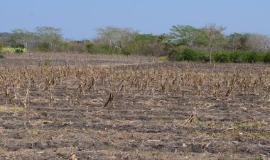 ENTREVISTA | “No tenemos Gobierno”, el grito desesperado de campesinos yucatecos