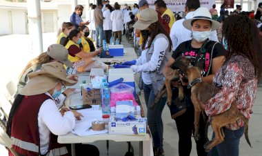 Aumenta riesgo de rickettsiosis en zonas populares de BC