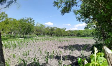 Producción agrícola en la Mixteca, en riesgo