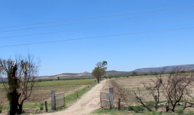 Piden  productores de Fresnillo apoyos para siembra de avena