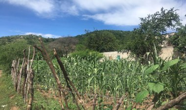 Prevén campesinos baja cosecha de maíz