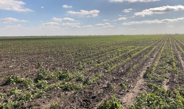 Sufre el agro falta de programas para el cultivo