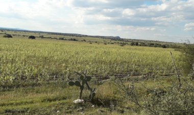 Por temporal irregular pierden cosechas en comunidades de Ojocaliente