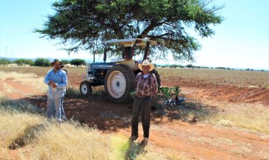 Afecta a productores el bajo rendimiento de frijol de temporal