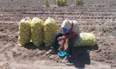 Jornaleros de San Quintín,Baja California sometidos a largas horas de trabajo