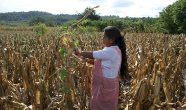 Sequía afecta a campesinos de Hidalgo