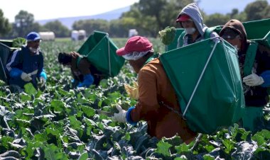 Corrupción en Segalmex y más miseria en el campo