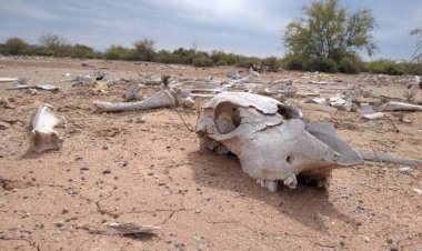 Campesinos de Hidalgo, bajo amenaza de pérdidas por ola de calor