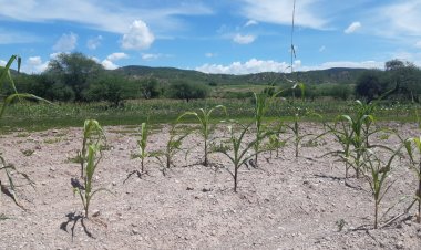 Denuncian campesinos abandono de Morena