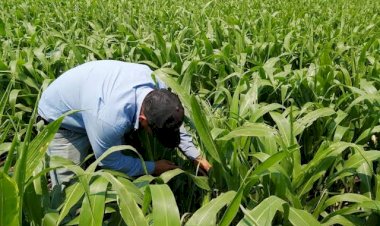 Productores de sorgo en Guanajuato, en riesgo de irse a la quiebra