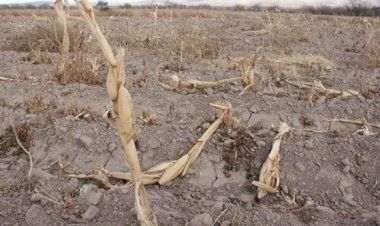 Sequía afecta a familias campesinas de la Huasteca